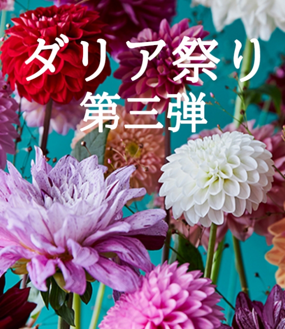 【10月】[ダリア祭り 第三弾！] TEA HOUSE 青山×hana-kichi
